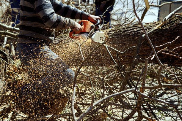 The History of Chainsaw.